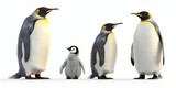 Family of cute emperor penguin takes care of their furry toddlers,Three funny emperor penguin stand side by side and turn in different directions


