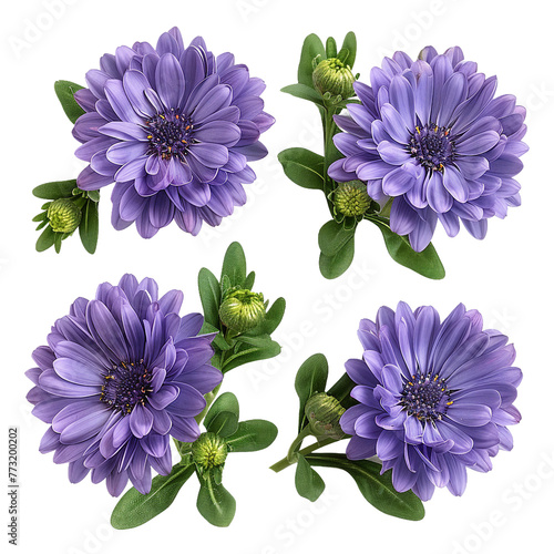 Elegantly Crafted Shion Aster Floral Design on Transparent Background photo