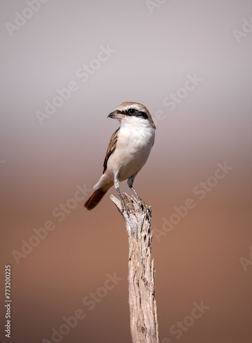Brown shrike on a branch