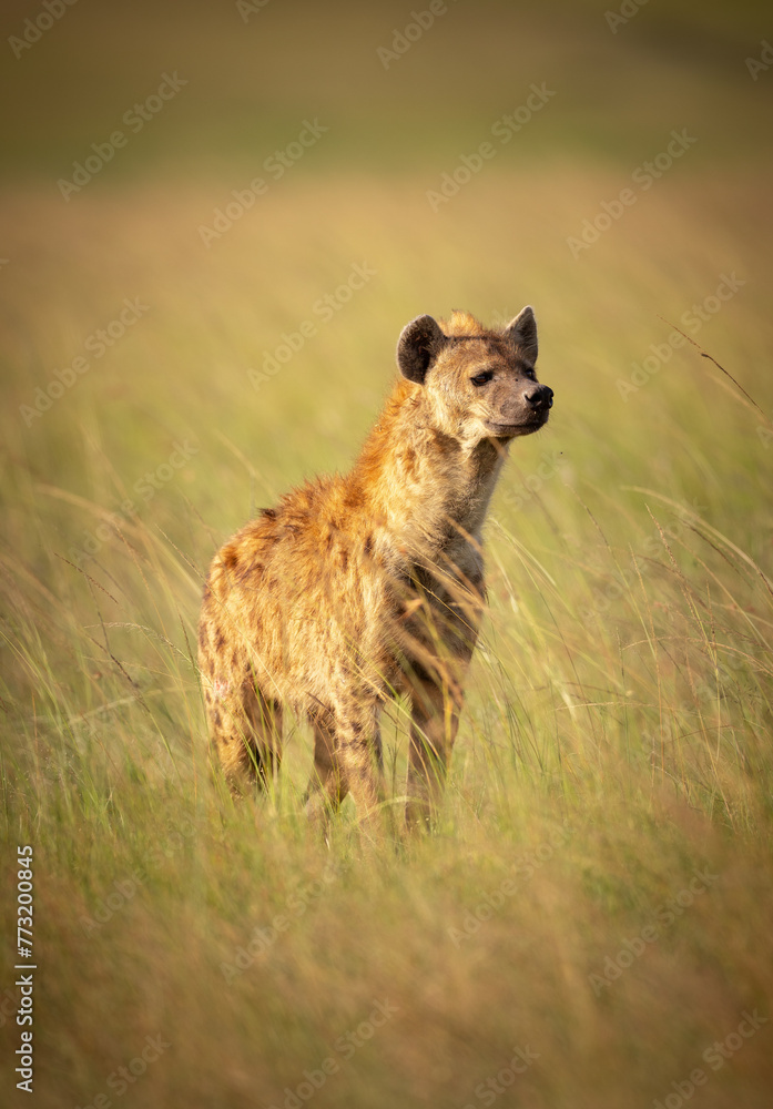 Obraz premium Hyena in the grass