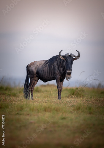wildebeest in masai mara country