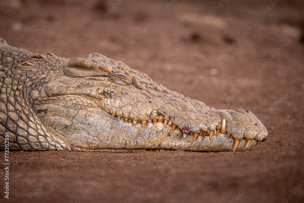 Fototapeta premium Close up of a nile crocodile head