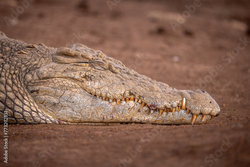 Close up of a nile crocodile head