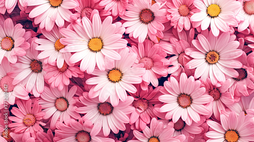 A field of white daisies with a pinkish hue.