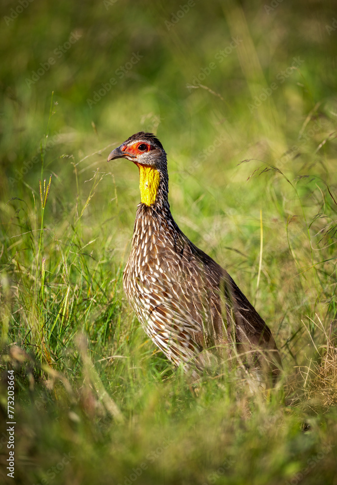 Yellow necked spur fowl in the grass