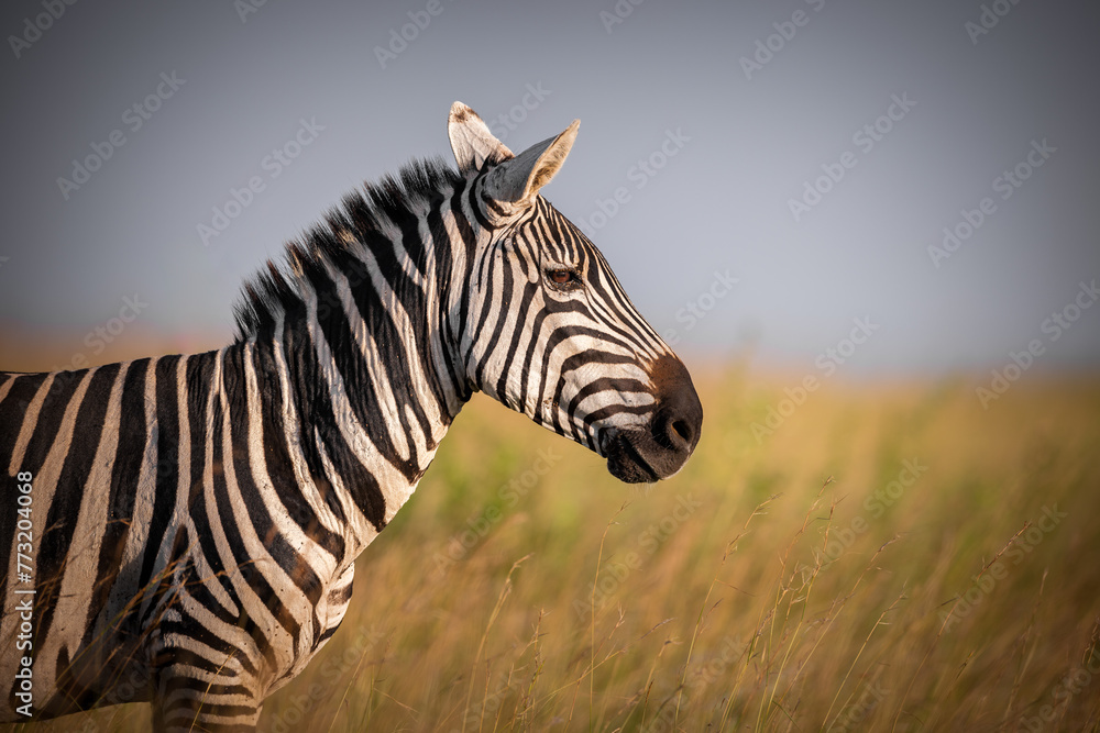 Fototapeta premium Zebra in the field