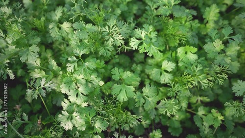 close up of green corianders, Coriander Field Stock video, Close up fresh growing coriander cilantro leaves in vegetable plot photo