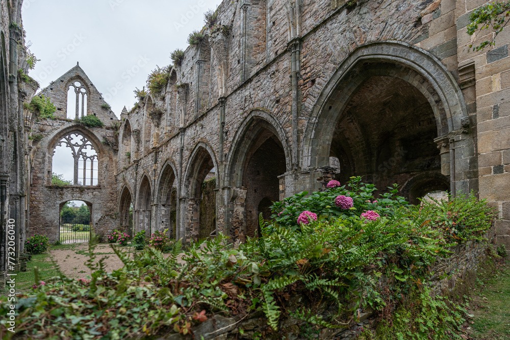 Abtei Beauport, Abbeye de Beauport, verfallene Abtei von innen, rosa Hortensie im Vordergrund