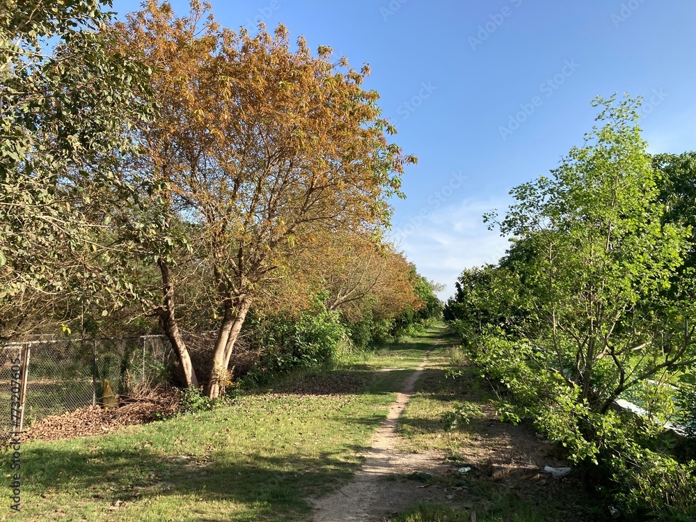 trees in the park