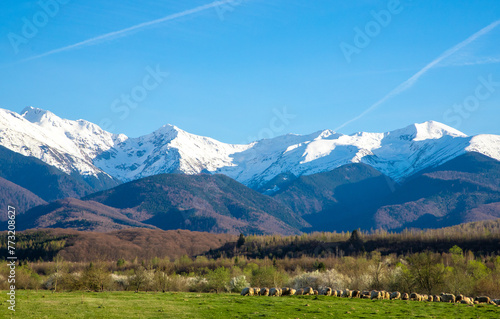 Beautiful landscape with a flock of sheep in the field and in the background Fagaras mountains with snow on the peaks