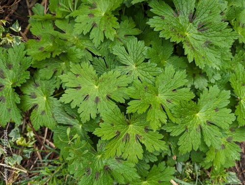 Leaves of Dusky Cranesbill (Geranium phaeum) photo