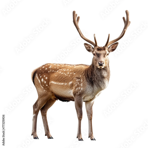 deer isolated on white. 