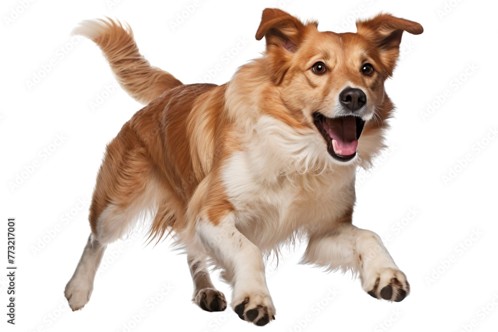 Border collie puppy running and playing isolated on white background cutout