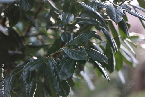 Detail with ornamental plum leaves. Prunus laurocerasus caucasica.