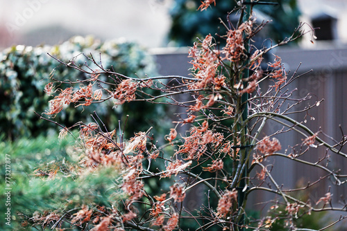 Leafless Japanese maple in winter. photo