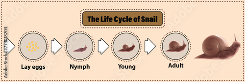 Snail's life cycle Invertebrates Eat plants and fruit