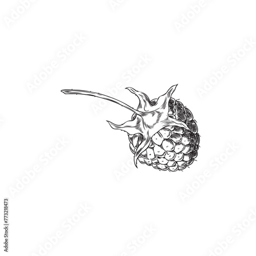 Hand drawn vector sketch of raspberry in black and white style.