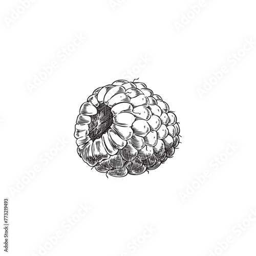 Raspberry engraved hand drawn vector illustration, farm natural berry sketch, juicy sweet fruit food design element