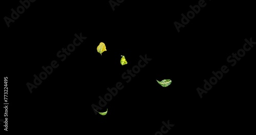 Yellow and Green leaves decorative wood flying with the wind slow motion isolated on black background