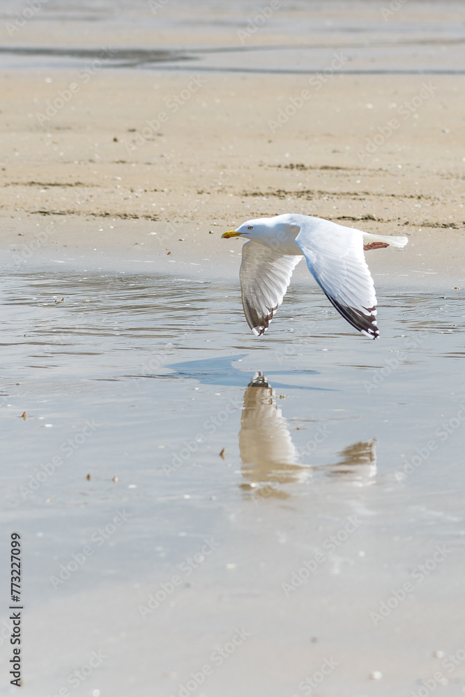 mouette-go-land-en-train-de-d-coller-et-survolant-une-plage-au-ras-du