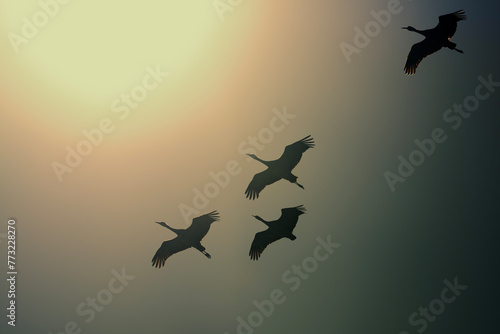 Sandhill cranes (Grus canadensis) in flight; Crane Trust; Nebraska photo