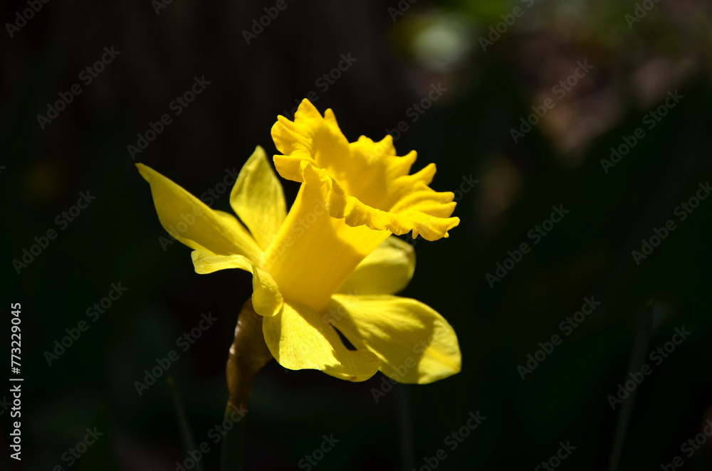Fototapeta premium yellow narcissus on a black background