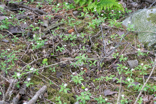 Many Forest Spring Anemones Blooming.
