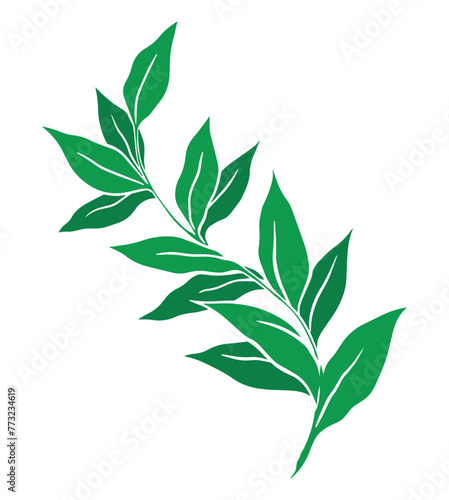 Branch with green foliage. Decoration and design for card  invitation  brochure. Vector illustration isolated on white background. Hand drawn art