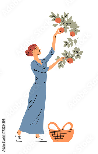 Beautiful woman in dress is harvesting apples. A girl near an apple tree with a basket. Active people work on the farm in the garden. Autumn fruit season. Vector illustration on white background