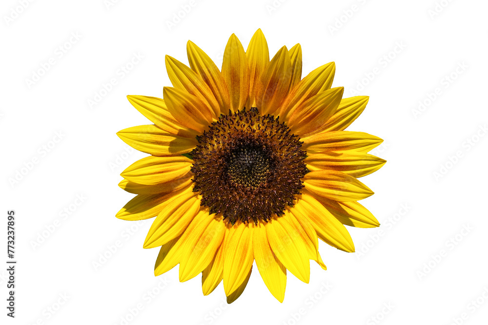 Sunflowers isolated on white background. Make clipping path. Sunflowers isolated on white background. Make clipping path.