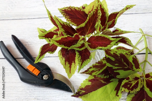 Wallpaper Mural vegetative propagation of ornamental coleus plant - cut cuttings Torontodigital.ca