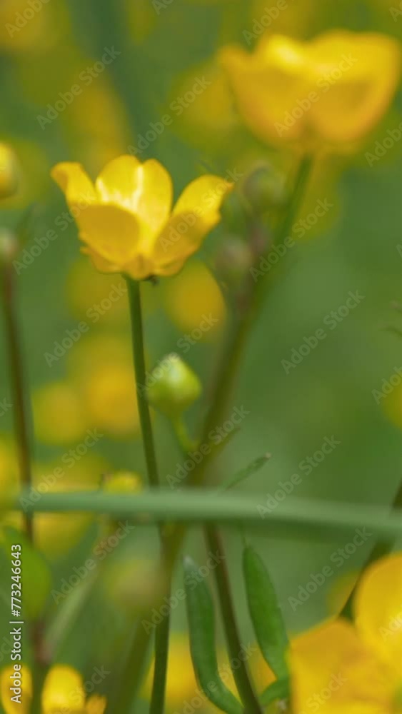 Buttercup Flowers In Meadow In Summer Forest. Vertical Buttercup Flowers In Meadow In Summer Forest. Vertical