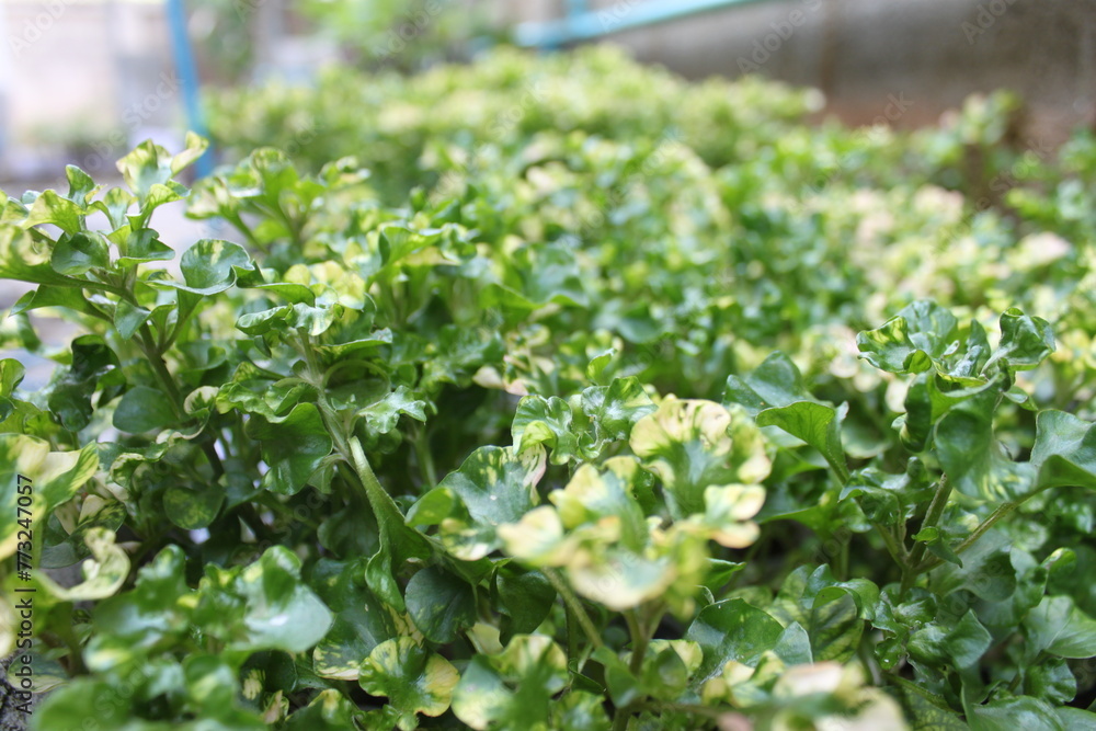 The leaves of watergate vegetables are fresh and grown organically. The leaves of watergate vegetables are fresh and grown organically.