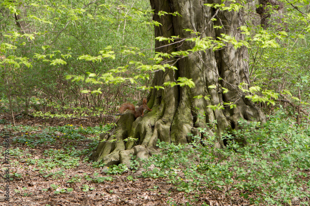 Squirrel on a tree in a park Squirrel on a tree in a park