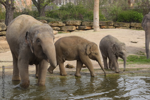 elephants in the water, Mutter und Babys 