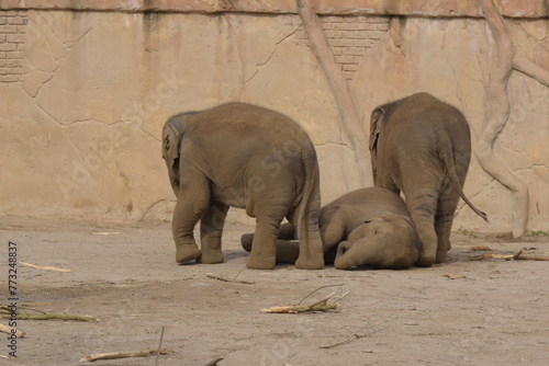 3 baby elephanten