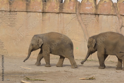 elephants in the zoo, kids