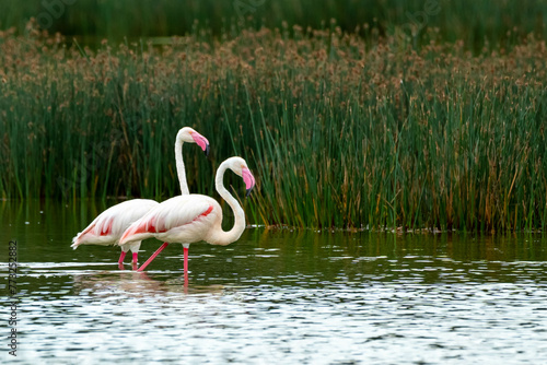 Flamingo   found in east African salty water lakes. they migrate from time to time . 