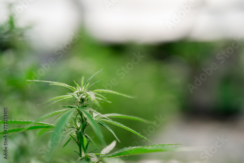 Young shoots of cannabis plants in a cannabis farm and has copy space On a day with beautiful light.