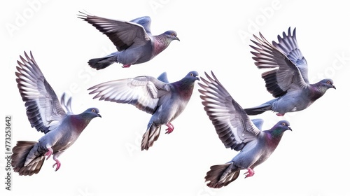 Isolated white background with flying pigeons. A flock of birds.