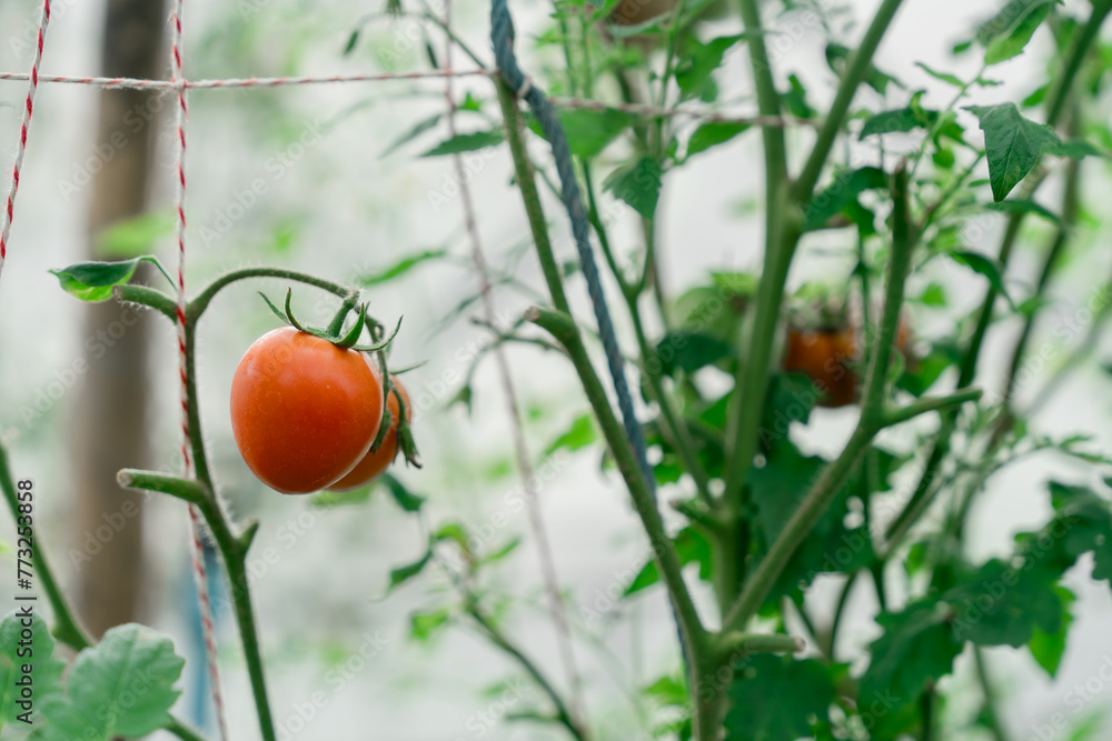Tomato fruit in the planting plot, organic vegetable plot Organic farming concept.
