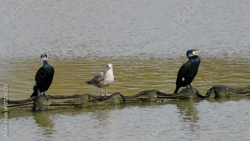 Cormorants photo