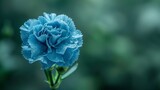 A single blue carnation delicately stands against a softly blurred background, its vibrant hue contrasting with the gentle blur, creating a captivating focal point.
