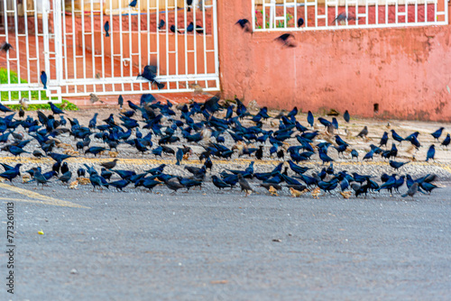 Birds feeding in the street photo