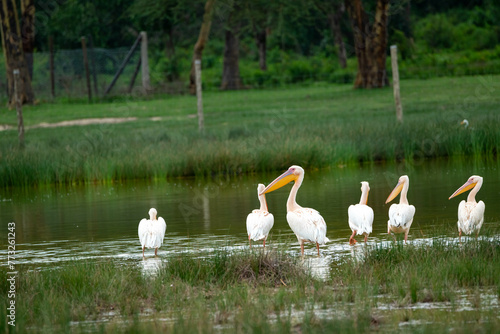 the great white pelican. shot in Lake Elementataita nakuru kenya.
