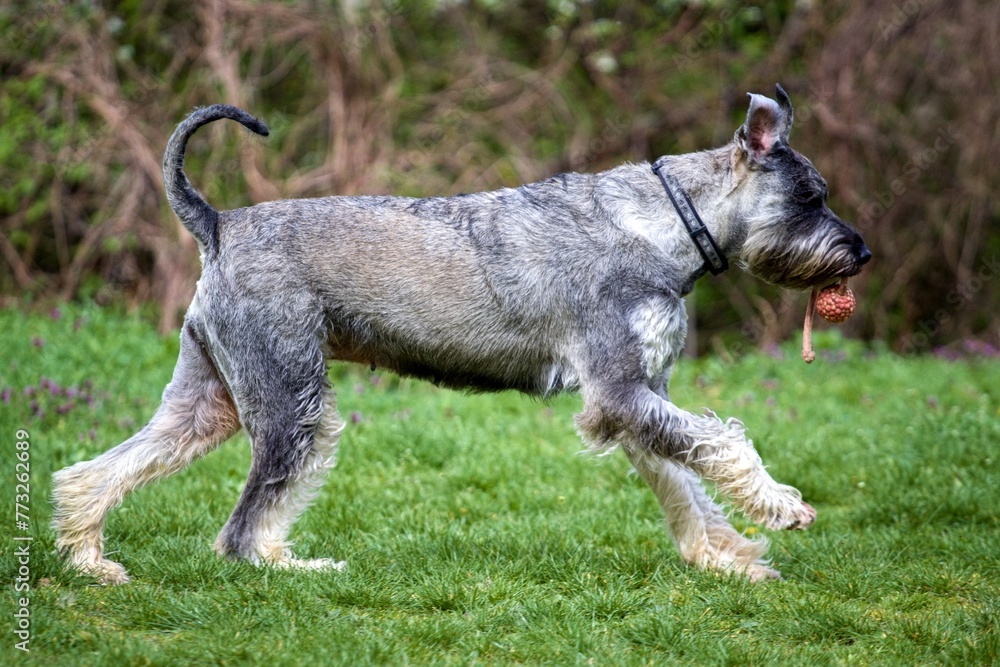 Giant Schnauzer Pepper and Salt running in a park Giant Schnauzer Pepper and Salt running in a park