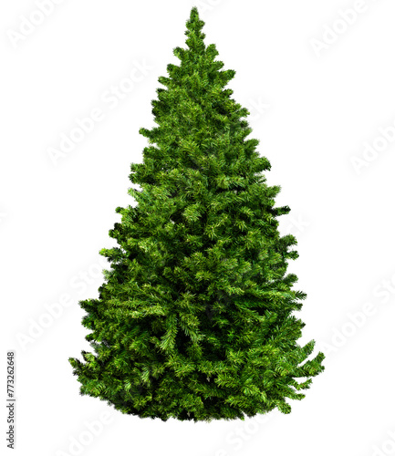 Undecorated Christmas tree isolated on white