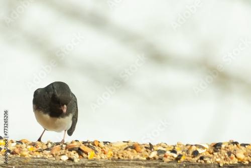 This dark-eyed junco came to the wooden railing. Birdseed is scattered all around this avian. Another name for this bird is a snowbird. The black feathers on top with the white belly looks so cute. photo