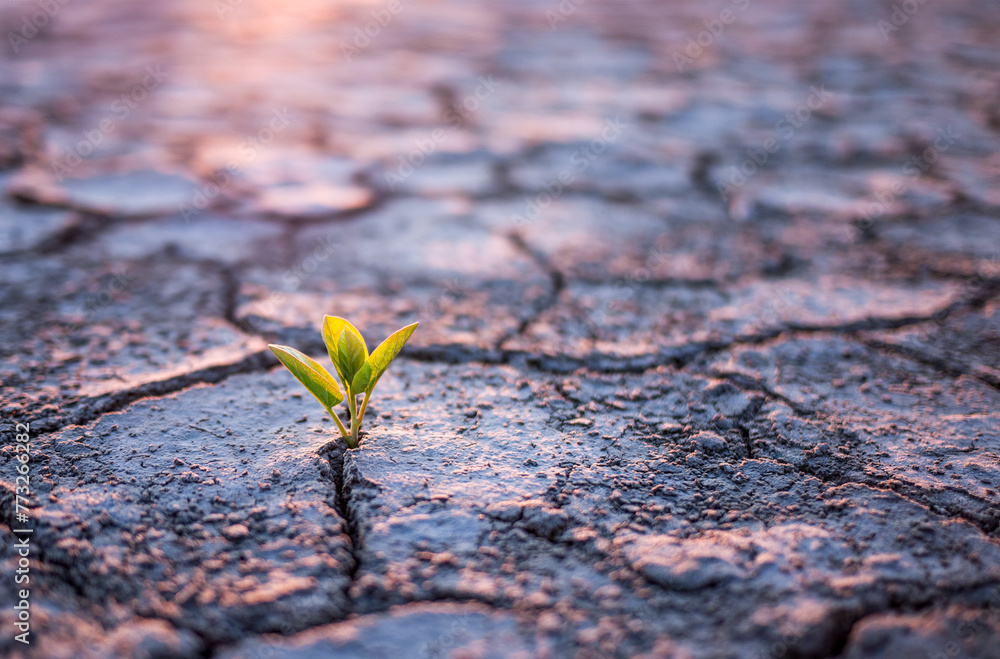 Green plant sprout in cracked soil Green plant sprout in cracked soil