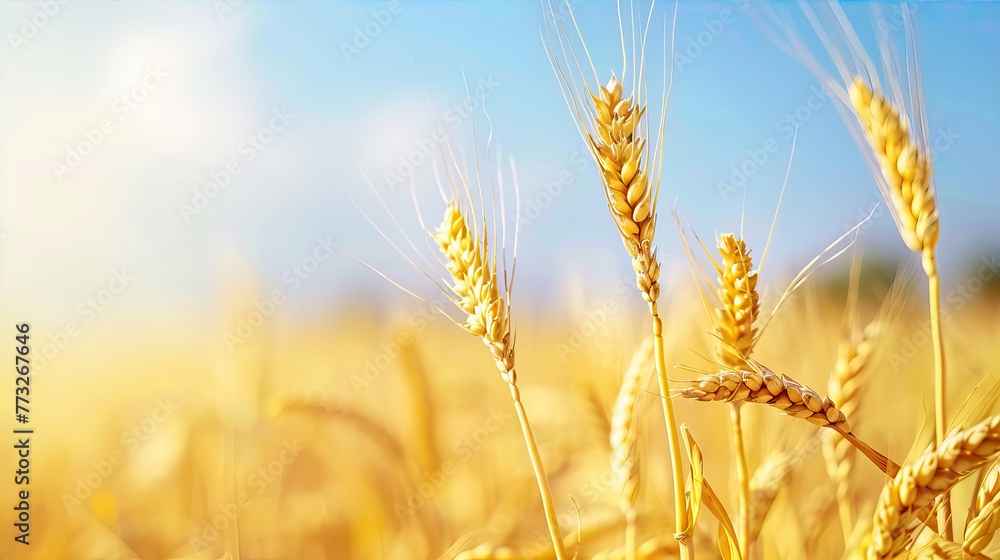 Ears of wheat against the blue sky.
Ears of wheat against the blue sky.